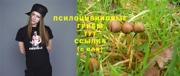 прущие грибы Богданович
